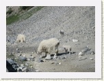 Mountain Goats 2 * 2592 x 1944 * (1.65MB)